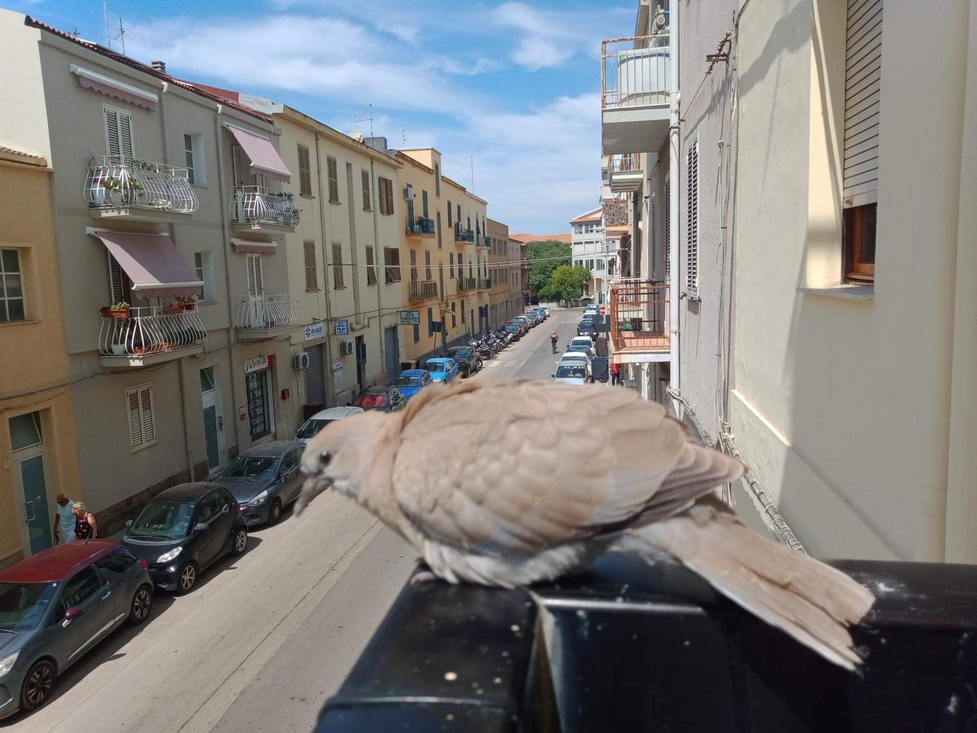 Apartament Quedar-Se A L'Alguer Zewnętrze zdjęcie